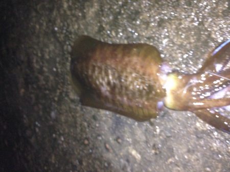 1.2キロアオリイカ