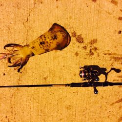 アオリイカ パタパタ君