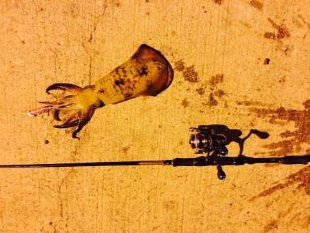 アオリイカ パタパタ君