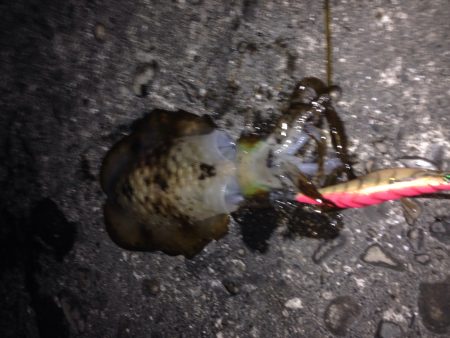 秋イカサイズ？