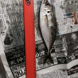 爆釣!舞洲アジングゲーム