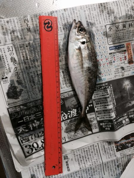 爆釣！舞洲アジングゲーム