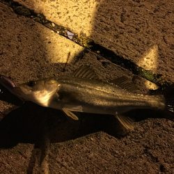 初シーバス(チーバスw)!