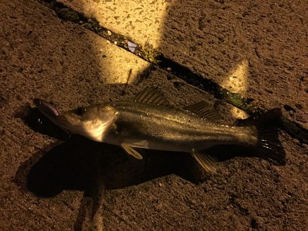 初シーバス(チーバスw)！