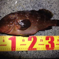 やっと出ました！リベンジ釣行。