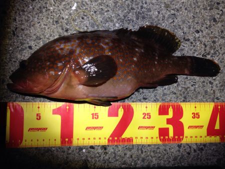 やっと出ました！リベンジ釣行。