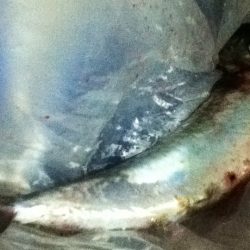 中サバでした！！！