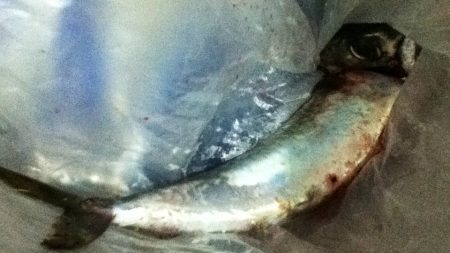 中サバでした！！！