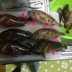 チニングでチヌとロックフィッシュ狙い