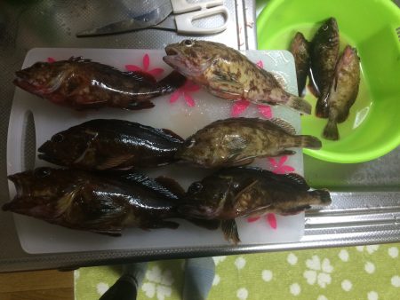 チニングでチヌとロックフィッシュ狙い