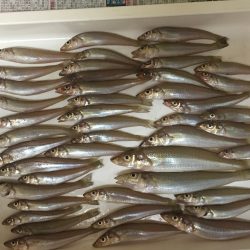 まだまだピンギス