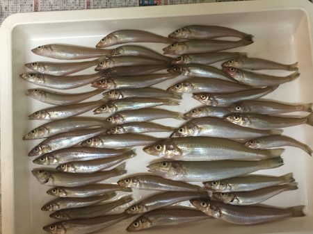 まだまだピンギス