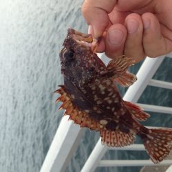 シラサエビで五目釣り