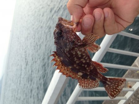 シラサエビで五目釣り