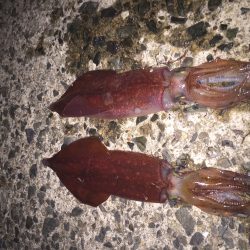 ケンサキエギング