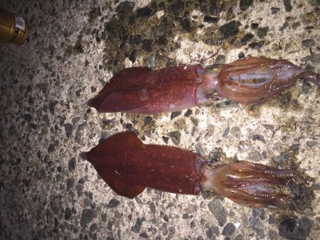 ケンサキエギング