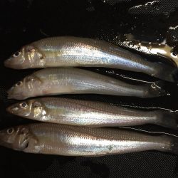 キスが食べたくて、、夏