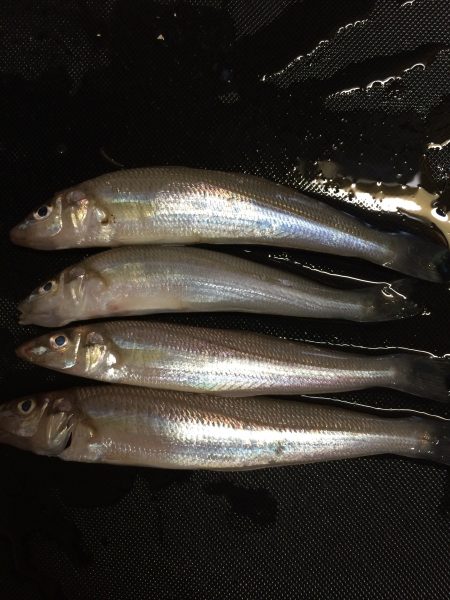 キスが食べたくて、、夏