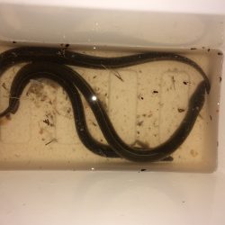 天神橋筋高架下にウナギ釣り