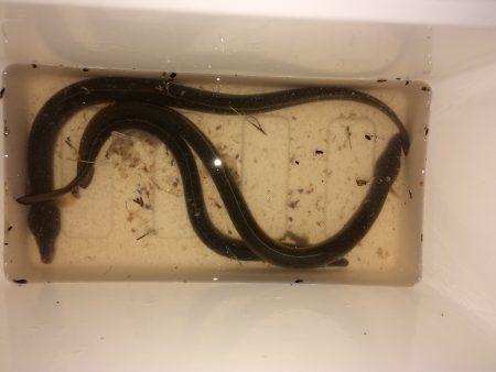 天神橋筋高架下にウナギ釣り