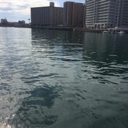明石港で胴付釣り、チョイ投げ