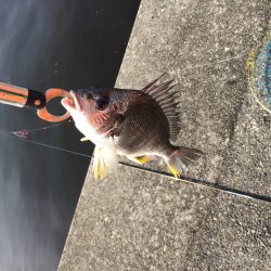 落とし込みでキビレ