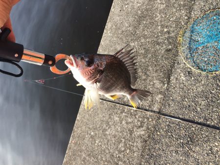 落とし込みでキビレ