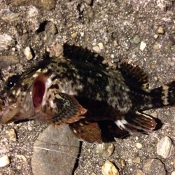 お久しメバリング。