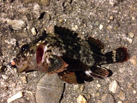 お久しメバリング。