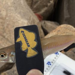 ちょい投げキスゲーム！