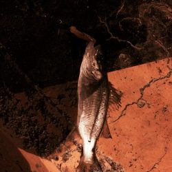 大きくなってください