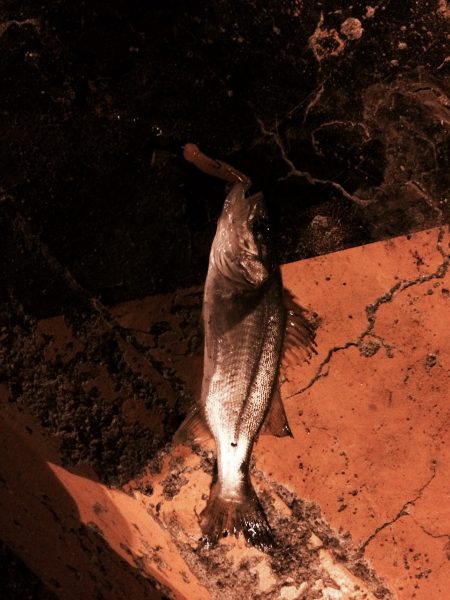 大きくなってください