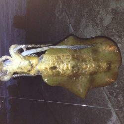 キロアップ  アオリイカ✌️