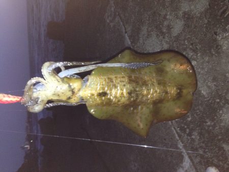 キロアップ  アオリイカ✌️