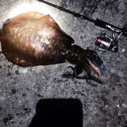 今年、初アオリGET