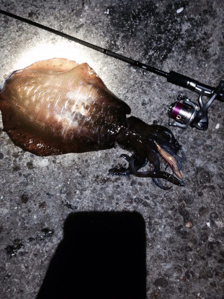 今年、初アオリGET