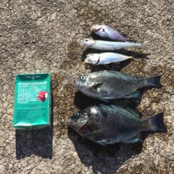 グレ、アジ、時々、餌木