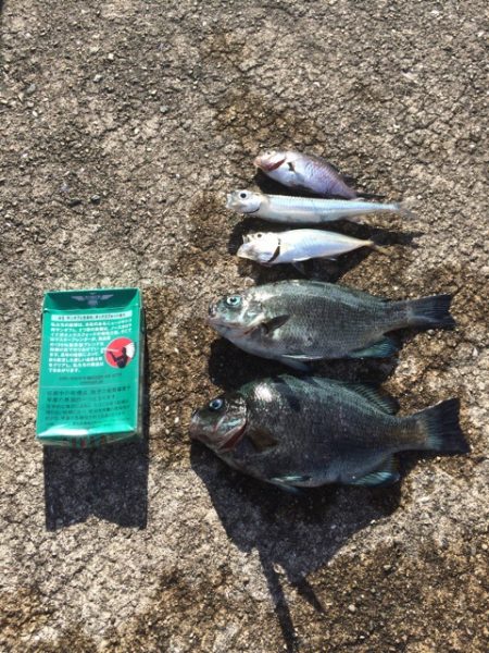 グレ、アジ、時々、餌木