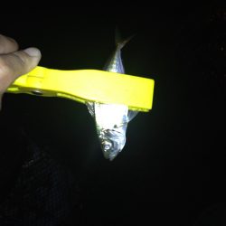 アジングのはずが