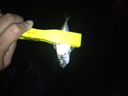 アジングのはずが