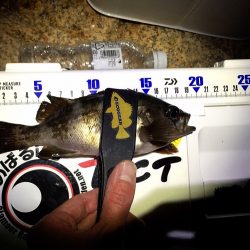 まだまだメバル！