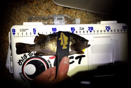 まだまだメバル！