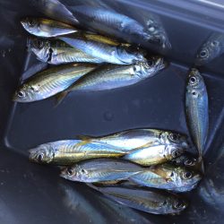 サビキでアジ釣り