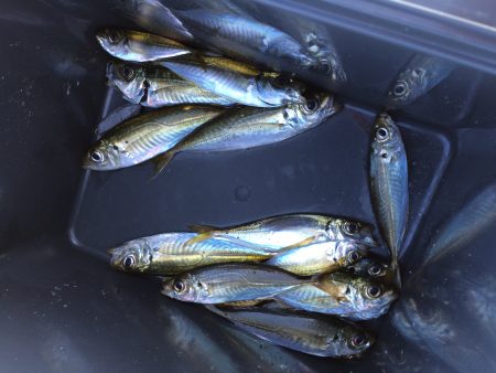 サビキでアジ釣り