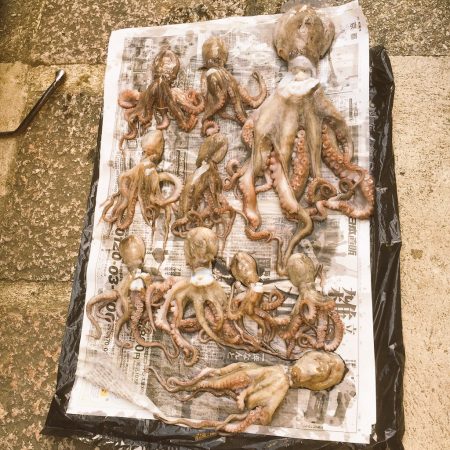 タコ タコ タコ  爆釣 ー！！！