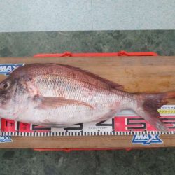 まさかのモンスター真鯛