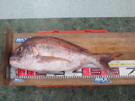 まさかのモンスター真鯛
