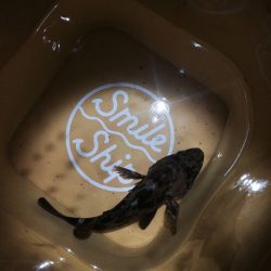 突撃！隣の人工島