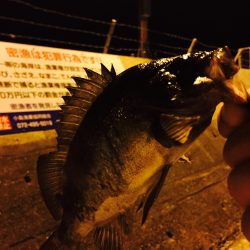 メバリングちょいちょい