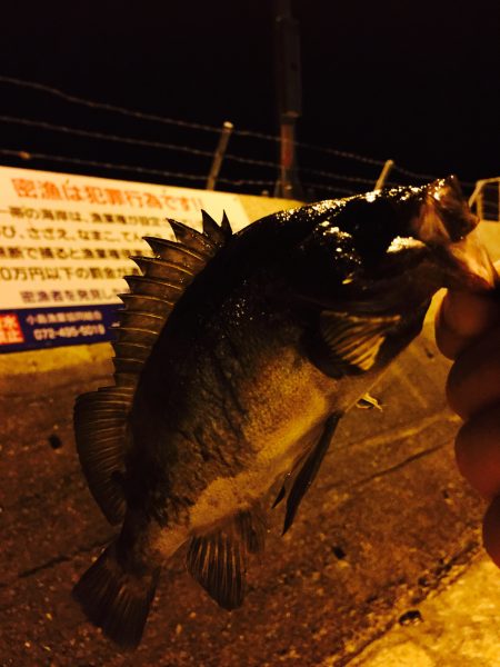 メバリングちょいちょい